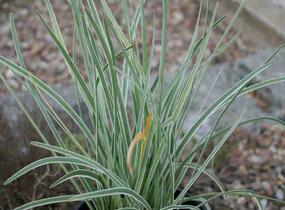 Tulbagie, česnek pokojový 'Silver Lace' - Tulbaghia violacea 'Silver Lace'