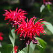 Zavinutka 'Cambridge Scarlet' - Monarda hybrida 'Cambridge Scarlet'