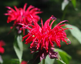 Zavinutka 'Cambridge Scarlet'
