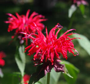 Zavinutka 'Cambridge Scarlet' - Monarda hybrida 'Cambridge Scarlet'