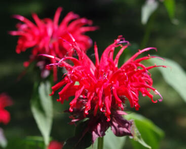 Zavinutka 'Cambridge Scarlet'