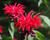 Zavinutka 'Cambridge Scarlet'