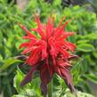 Zavinutka 'Cambridge Scarlet' - Monarda hybrida 'Cambridge Scarlet'