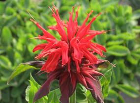 Zavinutka 'Cambridge Scarlet' - Monarda hybrida 'Cambridge Scarlet'