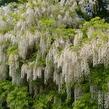 Vistárie květnatá 'Alba' - Wisteria floribunda 'Alba'