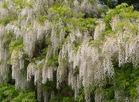 Vistárie květnatá 'Alba' - Wisteria floribunda 'Alba'