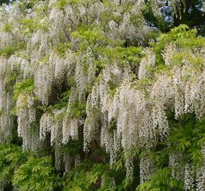 Vistárie květnatá 'Alba' - Wisteria floribunda 'Alba'