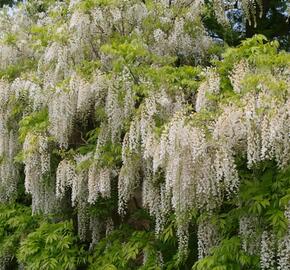 Vistárie květnatá 'Alba' - Wisteria floribunda 'Alba'