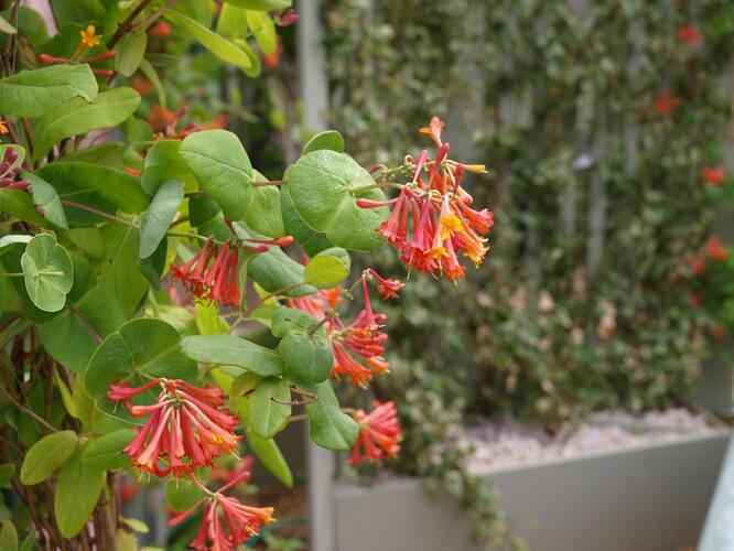 Zimolez Heckrottův 'American Beauty' - Lonicera heckrottii 'American Beauty'