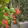 Zimolez Heckrottův 'American Beauty' - Lonicera heckrottii 'American Beauty'