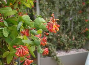 Zimolez Heckrottův 'American Beauty' - Lonicera heckrottii 'American Beauty'