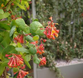 Zimolez Heckrottův 'American Beauty' - Lonicera heckrottii 'American Beauty'