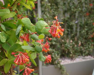 Zimolez Heckrottův 'American Beauty'