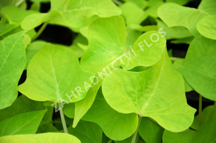 Povíjnice batátová 'Marguerite' - Ipomoea batatas 'Marguerite'