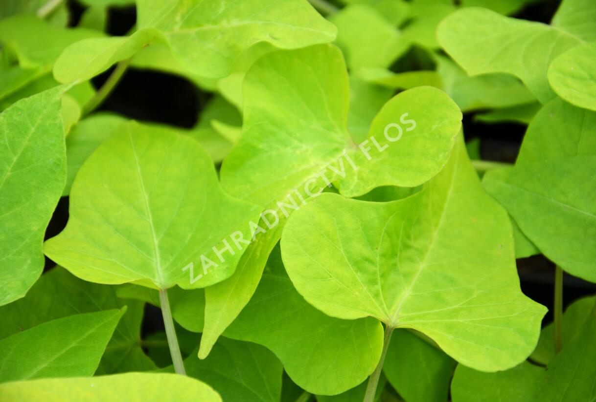 Povíjnice batátová 'Marguerite' - Ipomoea batatas 'Marguerite'
