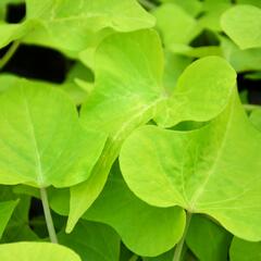 Povíjnice batátová 'Marguerite' - Ipomoea batatas 'Marguerite'