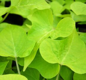 Povíjnice batátová 'Marguerite' - Ipomoea batatas 'Marguerite'