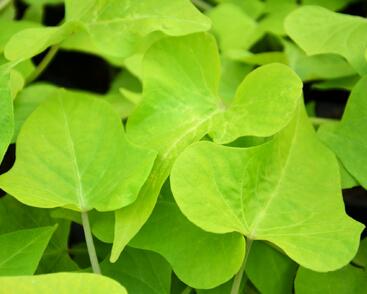 Povíjnice batátová 'Marguerite'