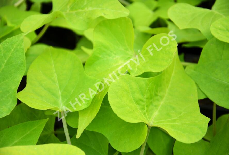 Povíjnice batátová 'Marguerite' - Ipomoea batatas 'Marguerite'