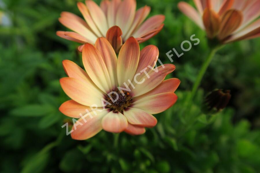 Dvoutvárka 'Tradewinds Cinnamom' - Osteospermum ecklonis 'Tradewinds Cinnamom'