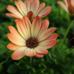 Dvoutvárka 'Tradewinds Cinnamom' - Osteospermum ecklonis 'Tradewinds Cinnamom'