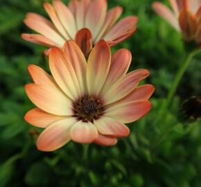 Dvoutvárka 'Tradewinds Cinnamom' - Osteospermum ecklonis 'Tradewinds Cinnamom'