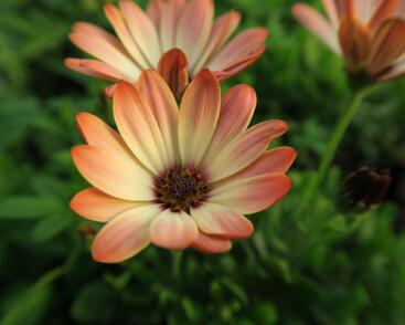 Dvoutvárka 'Tradewinds Cinnamom'