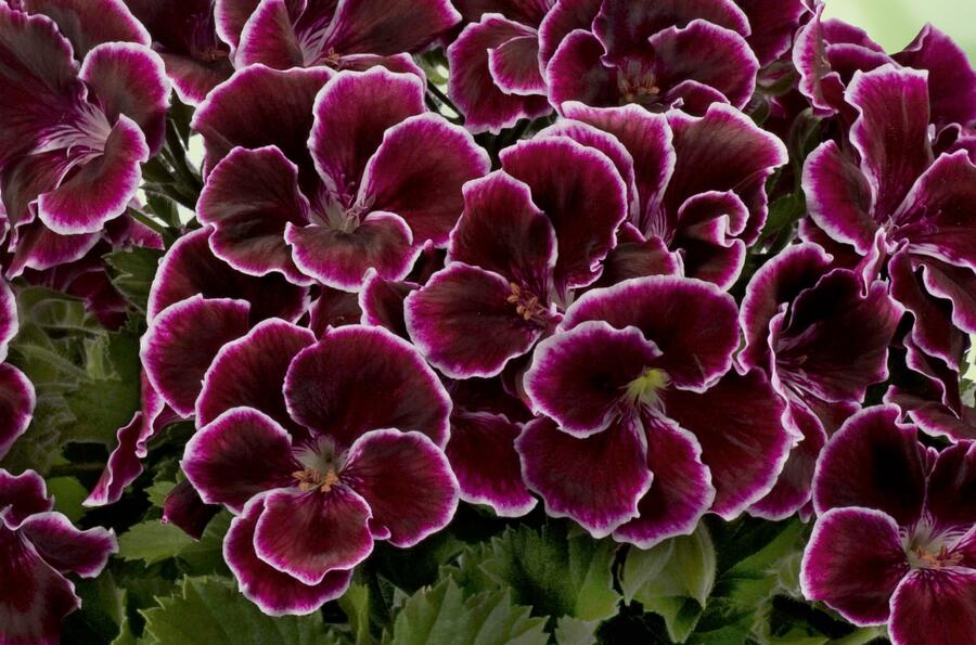 Muškát, pelargonie velkokvětá 'Aristo Black Beauty' - Pelargonium grandiflorum 'Aristo Black Beauty'