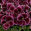 Muškát, pelargonie velkokvětá 'Aristo Black Beauty' - Pelargonium grandiflorum 'Aristo Black Beauty'