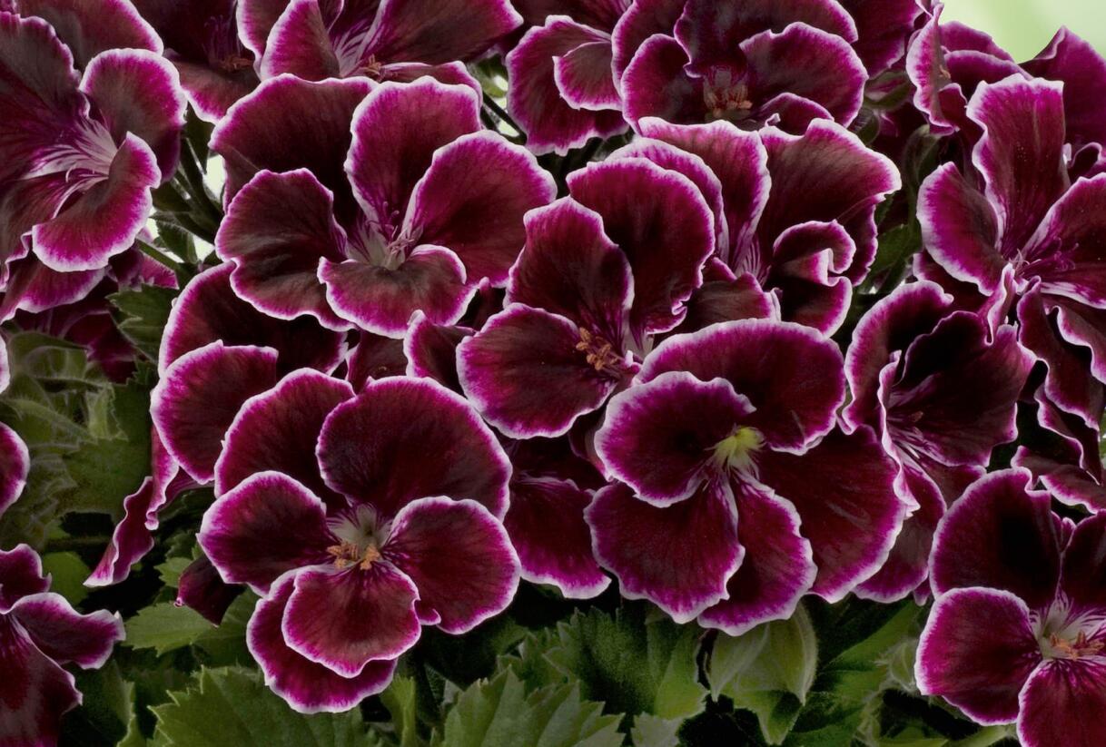 Muškát, pelargonie velkokvětá 'Aristo Black Beauty' - Pelargonium grandiflorum 'Aristo Black Beauty'