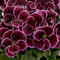 Muškát, pelargonie velkokvětá 'Aristo Black Beauty' - Pelargonium grandiflorum 'Aristo Black Beauty'