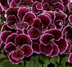 Muškát, pelargonie velkokvětá 'Aristo Black Beauty' - Pelargonium grandiflorum 'Aristo Black Beauty'