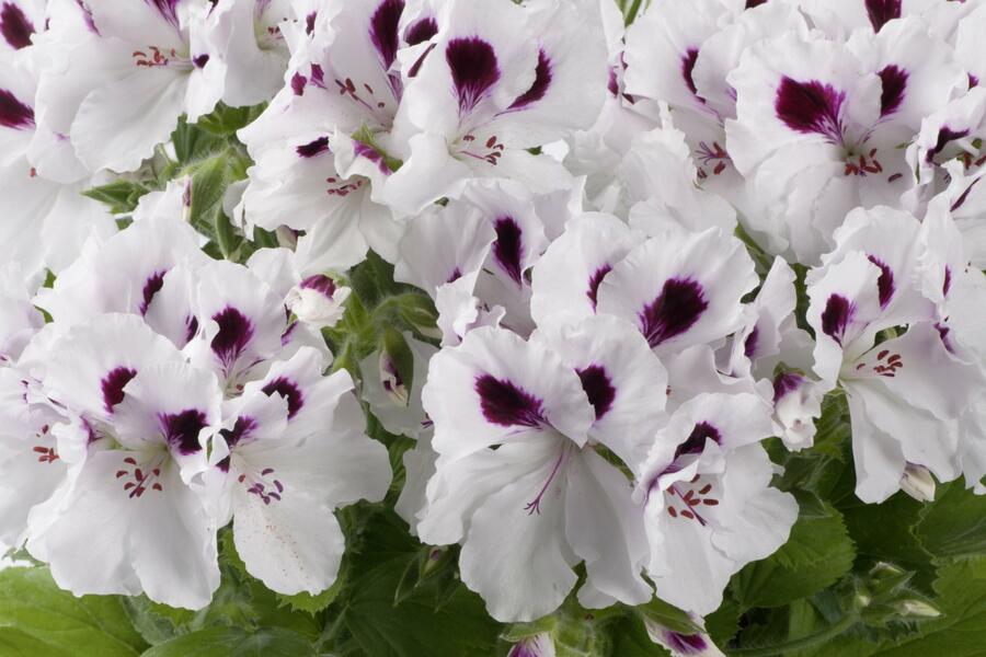 Muškát, pelargonie velkokvětá 'Aristo White with Eye' - Pelargonium grandiflorum 'Aristo White with Eye'