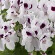 Muškát, pelargonie velkokvětá 'Aristo White with Eye' - Pelargonium grandiflorum 'Aristo White with Eye'