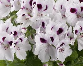 Muškát, pelargonie velkokvětá 'Aristo White with Eye'