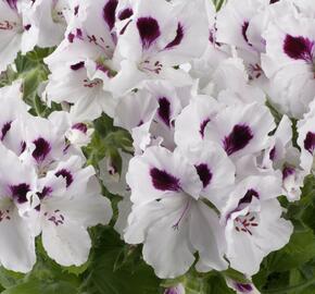 Muškát, pelargonie velkokvětá 'Aristo White with Eye' - Pelargonium grandiflorum 'Aristo White with Eye'