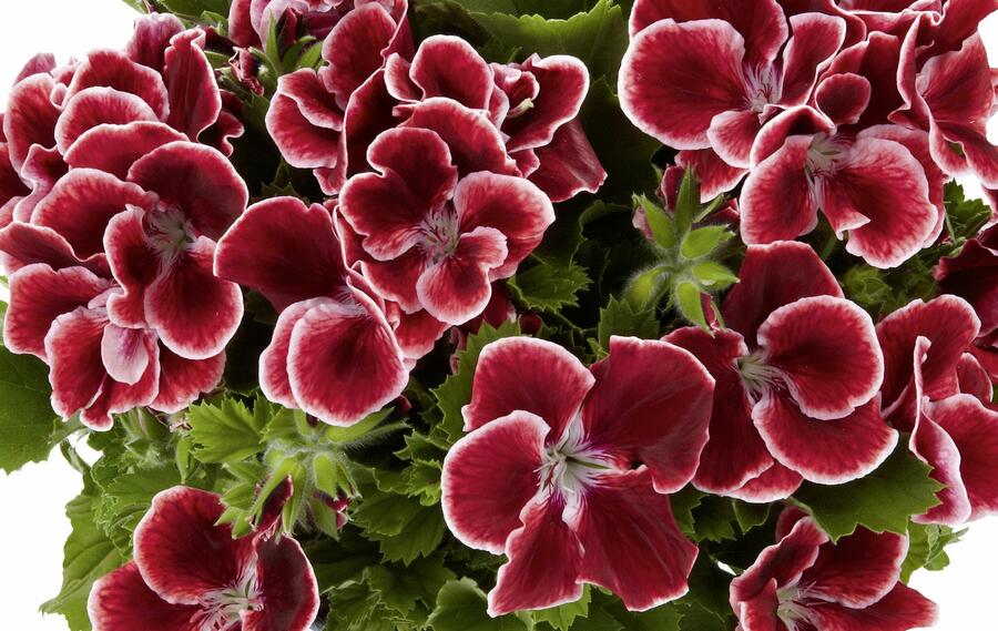 Muškát, pelargonie velkokvětá 'Aristo Red Beauty' - Pelargonium grandiflorum 'Aristo Red Beauty'