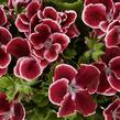 Muškát, pelargonie velkokvětá 'Aristo Red Beauty' - Pelargonium grandiflorum 'Aristo Red Beauty'