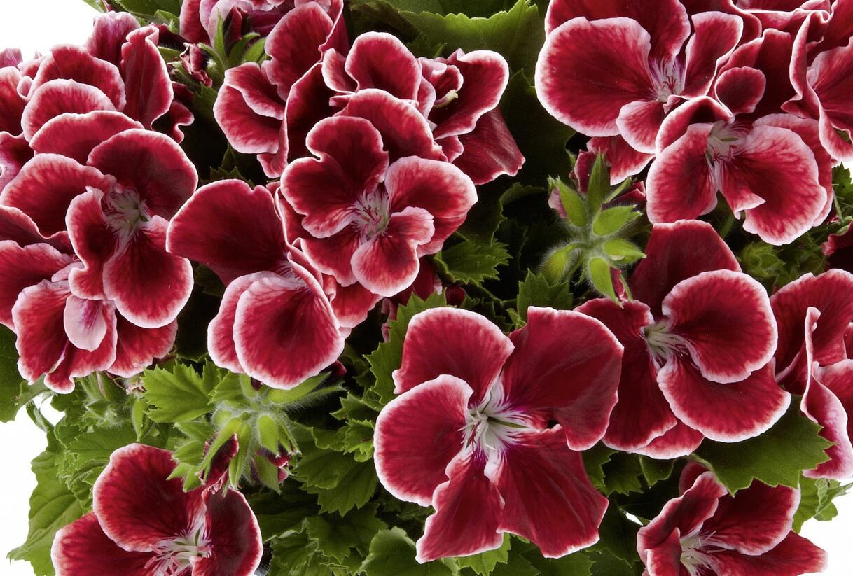 Muškát, pelargonie velkokvětá 'Aristo Red Beauty' - Pelargonium grandiflorum 'Aristo Red Beauty'