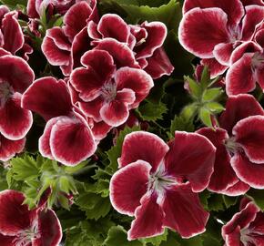 Muškát, pelargonie velkokvětá 'Aristo Red Beauty' - Pelargonium grandiflorum 'Aristo Red Beauty'