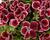 Muškát, pelargonie velkokvětá 'Aristo Red Beauty'