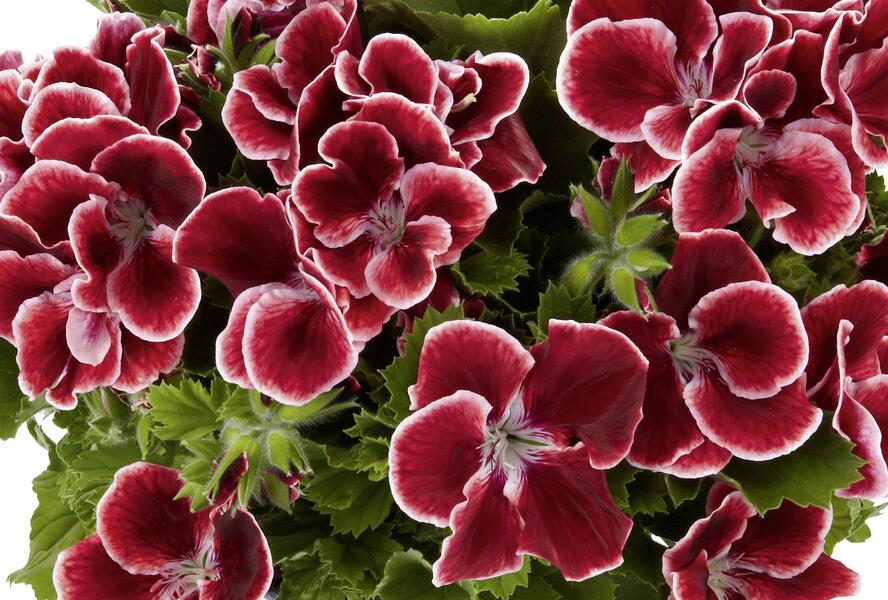 Muškát, pelargonie velkokvětá 'Aristo Red Beauty' - Pelargonium grandiflorum 'Aristo Red Beauty'