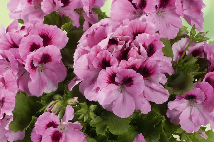 Muškát, pelargonie velkokvětá 'Aristo Pink' - Pelargonium grandiflorum 'Aristo Pink'