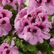 Muškát, pelargonie velkokvětá 'Aristo Pink' - Pelargonium grandiflorum 'Aristo Pink'