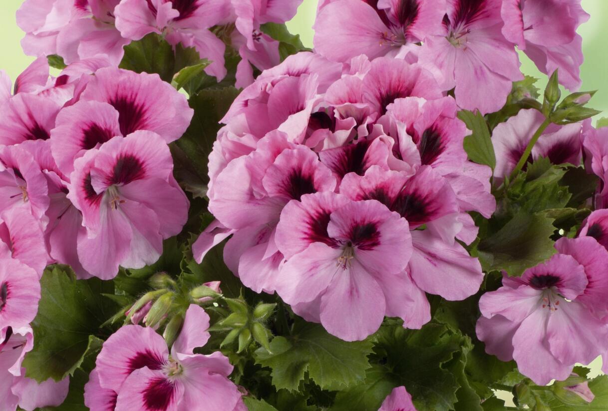 Muškát, pelargonie velkokvětá 'Aristo Pink' - Pelargonium grandiflorum 'Aristo Pink'
