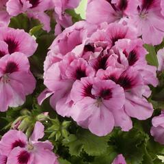 Muškát, pelargonie velkokvětá 'Aristo Pink' - Pelargonium grandiflorum 'Aristo Pink'