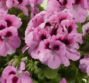 Muškát, pelargonie velkokvětá 'Aristo Pink' - Pelargonium grandiflorum 'Aristo Pink'
