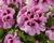 Muškát, pelargonie velkokvětá 'Aristo Pink'