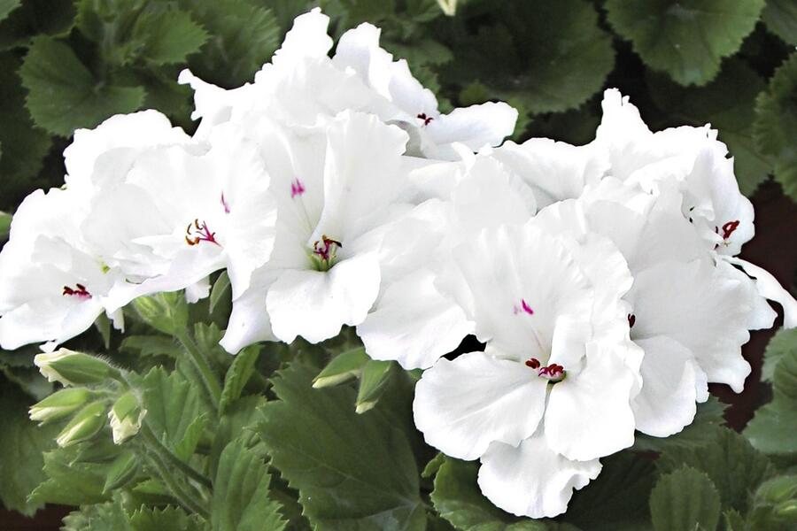 Muškát, pelargonie velkokvětá 'Aristo Snow' - Pelargonium grandiflorum 'Aristo Snow'