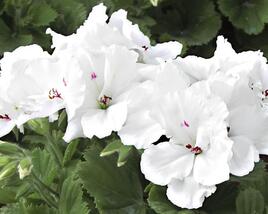 Muškát, pelargonie velkokvětá 'Aristo Snow'